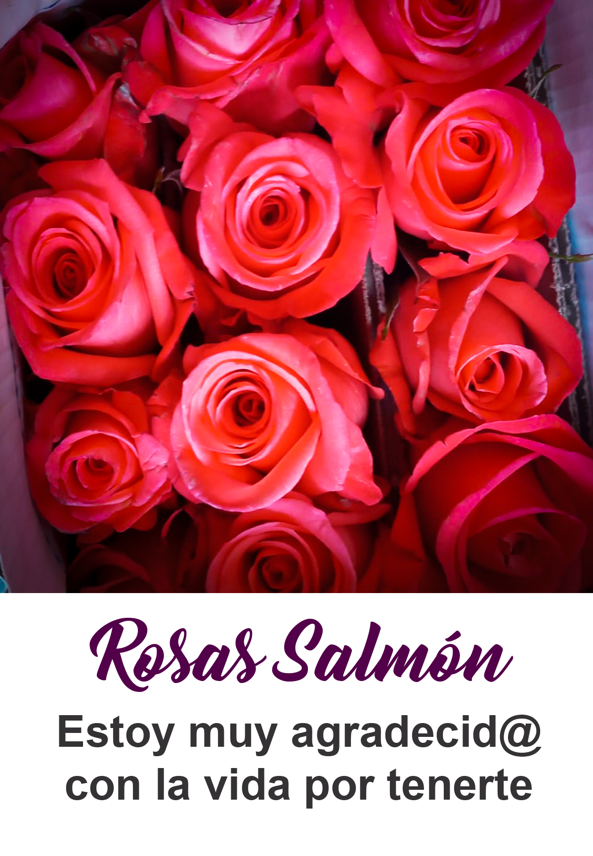 Rosas salmon