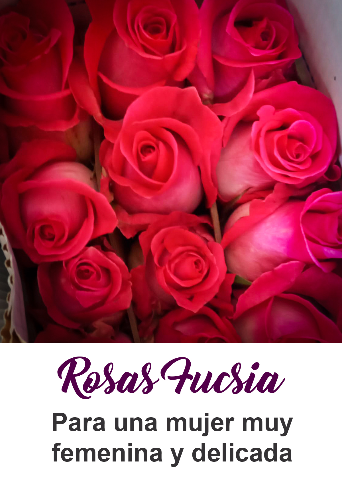 Rosas fuccisa