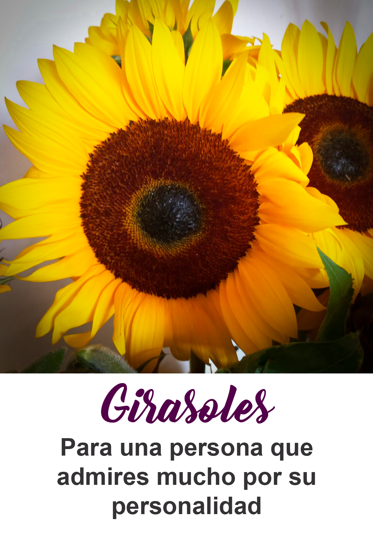 Girasoles
